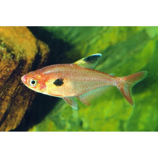 FOUDEBASSIN.COM MEGALAMPHODUS SWEGLESI 1,5-2CM 8715897210570 V1457633