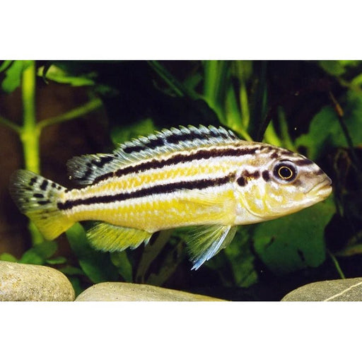 FOUDEBASSIN.COM MELANOCHROMIS AURATUS 3-4CM 8715897048067 V1457650