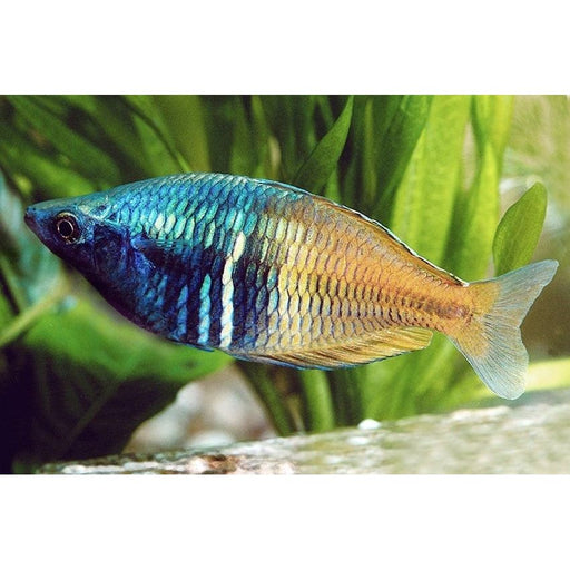 FOUDEBASSIN.COM MELANOTAENIA BOESEMANI 4-4,5CM 8715897050459 V1457800