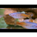 FOUDEBASSIN.COM MELANOTAENIA BOESEMANI 4-4,5CM 8715897050459 V1457800
