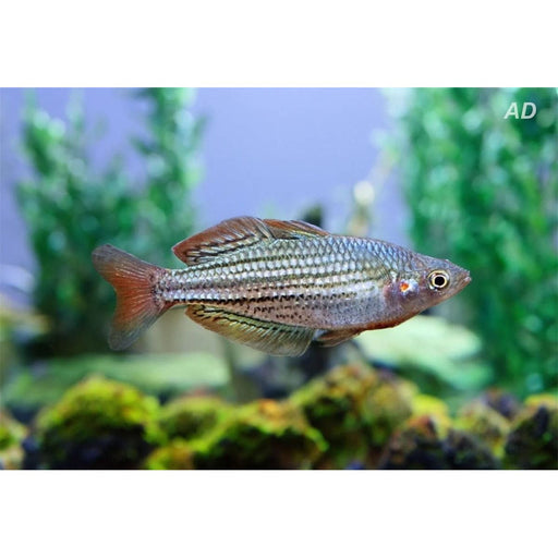 FOUDEBASSIN.COM MELANOTAENIA MACCULLOCHI 3,5-4CM 8715897275029 V1457855