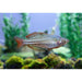 FOUDEBASSIN.COM MELANOTAENIA MACCULLOCHI 3,5-4CM 8715897275029 V1457855