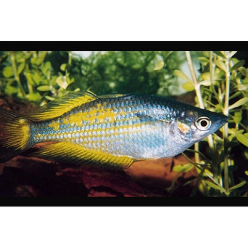 FOUDEBASSIN.COM MELANOTAENIA PARKINSONI 3,5-4CM 8715897271694 V1457860