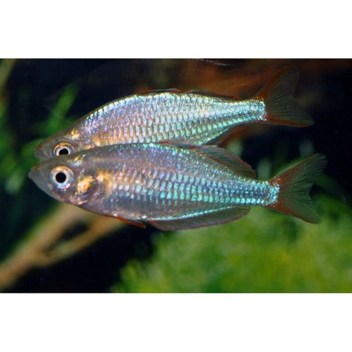 FOUDEBASSIN.COM MELANOTAENIA PRAECOX 2,8-3,2CM 8715897060212 V1457870