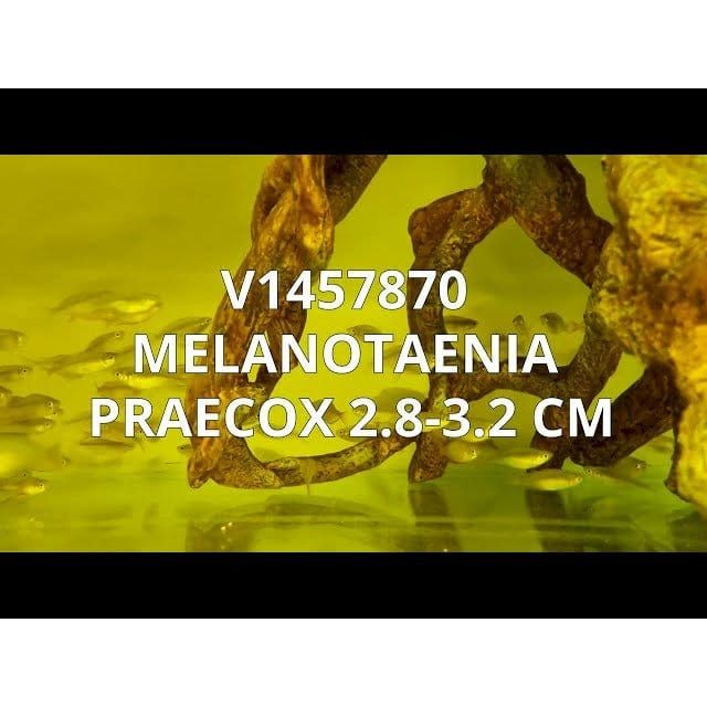 FOUDEBASSIN.COM MELANOTAENIA PRAECOX 2,8-3,2CM 8715897060212 V1457870