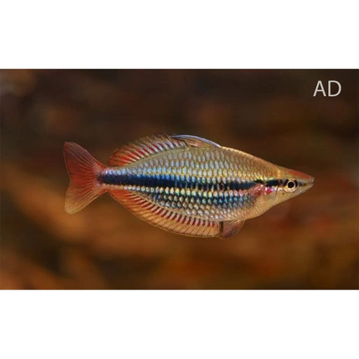 FOUDEBASSIN.COM MELANOTAENIA TRIFASCIATA 4-5CM 8715897300622 V1457880