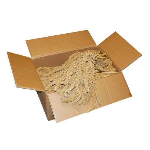 FOUDEBASSIN.COM MILLET EN GRAPPES CHINOIS JAUNE 15KG 5400351015701 1143101