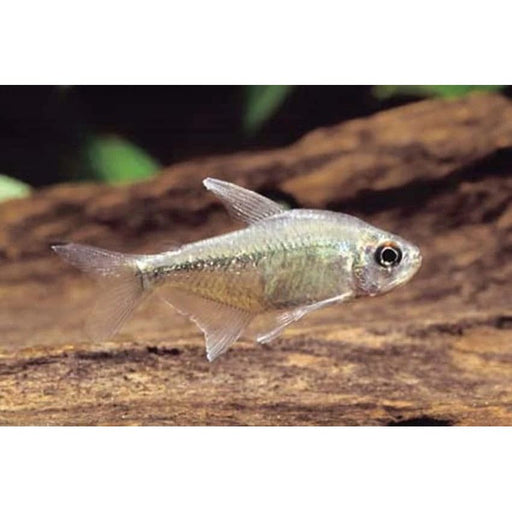 FOUDEBASSIN.COM MOENKHAUSIA PITTIERI 1-1,5CM 8715897063954 V1458230