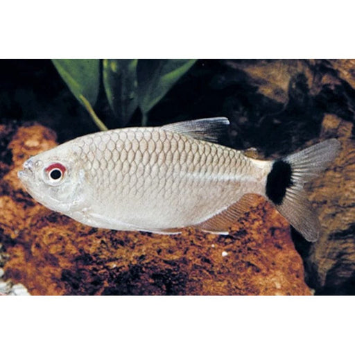 FOUDEBASSIN.COM MOENKHAUSIA SANCTAEFILOMENAE 2-2,5CM 8715897053795 V1458210
