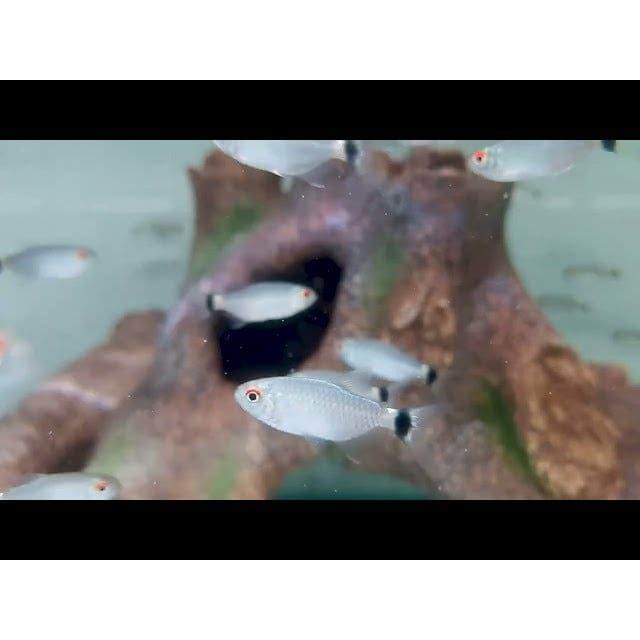 FOUDEBASSIN.COM MOENKHAUSIA SANCTAEFILOMENAE 2-2,5CM 8715897053795 V1458210