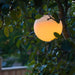 FOUDEBASSIN.COM MultiBright SolarFloat 20 8711465540254 1354025