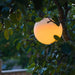 FOUDEBASSIN.COM MultiBright SolarFloat 25 8711465540261 1354026