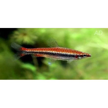 FOUDEBASSIN.COM NANNOSTOMUS BECKFORDI 2,5-2,8CM 8715897210518 V1458353