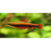 FOUDEBASSIN.COM NANNOSTOMUS BECKFORDI RED 2,5 CM 8715897287985 V1458351