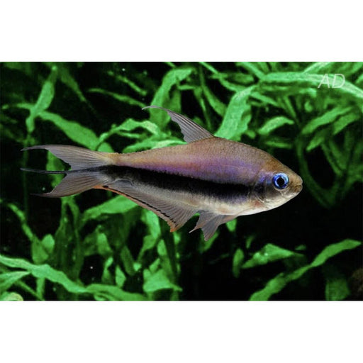FOUDEBASSIN.COM NEMATOBRYCON PALMERI 2,6-3CM 8715897053863 V1458450