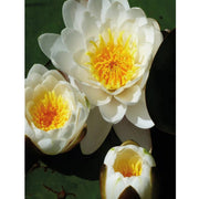FOUDEBASSIN.COM Nénuphar de décoration avec gouttes de pluie - coloris blanc - Ø20 cm 8711465894388 1389438