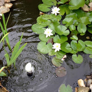 FOUDEBASSIN.COM Nénuphar de décoration (Set à 3) - coloris blanc - 2 x Ø9,5 cm + 1 x Ø14 cm 8711465894203 1389420