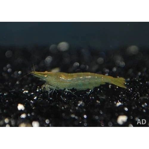 FOUDEBASSIN.COM NEOCARIDINA DAVIDI VAR. GREEN JADE 1,5CM 8715897054433 V1458490