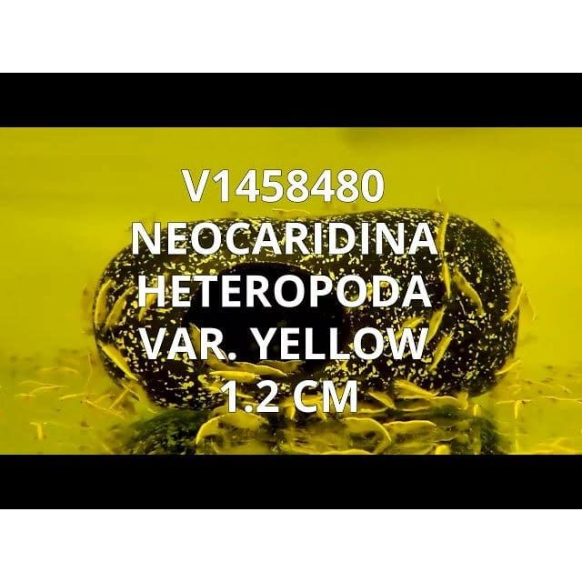 FOUDEBASSIN.COM NEOCARIDINA HETEROPODA GEEL 1,2CM 8715897204371 V1458480
