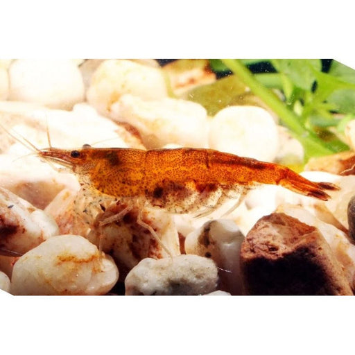 FOUDEBASSIN.COM NEOCARIDINA HETEROPODA ORANGE 1,2CM 8715897248238 V1458465