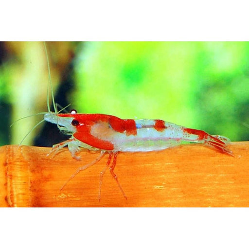 FOUDEBASSIN.COM NEOCARIDINA HETEROPODA RILI 1CM 8715897204388 V1458475