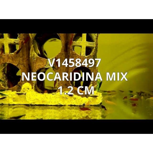 FOUDEBASSIN.COM NEOCARIDINA MIX 1,2CM 8715897289927 V1458497
