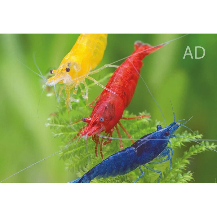 FOUDEBASSIN.COM NEOCARIDINA MIX 1,2CM 8715897289927 V1458497