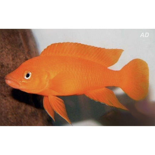FOUDEBASSIN.COM NEOLAMPROL. LELEUPI ORANGE 3-4CM 8715897050350 V1456070