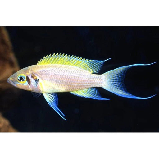 FOUDEBASSIN.COM NEOLAMPROLOGUS PULCHER DAFFODIL 3-4CM 8715897050336 V1456030