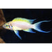 FOUDEBASSIN.COM NEOLAMPROLOGUS PULCHER DAFFODIL 3-4CM 8715897050336 V1456030