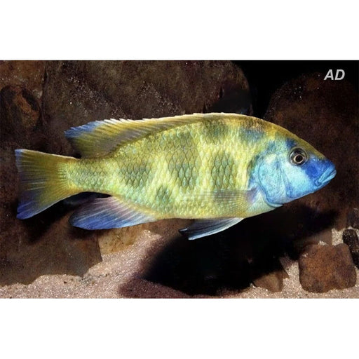 FOUDEBASSIN.COM NIMBOCHROMIS VENUSTUS 3-4CM 8715897057403 V1458670