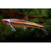 FOUDEBASSIN.COM NOTROPIS CHROSOMUS 3-5CM-RAINBOW SHINER, BLUE SHINER 8715897273278 V1211567