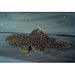 FOUDEBASSIN.COM OLIGANCINSTRUS PUNCTATISSIMUS L030 4-6CM 8715897292699 V1451930