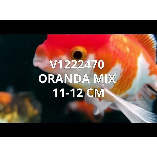 FOUDEBASSIN.COM ORANDA MIX 11-12 CM 8715897013430 V1222470