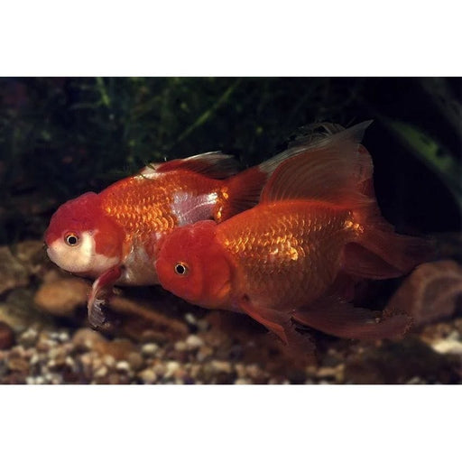 FOUDEBASSIN.COM ORANDA MIX 12-13 CM 8715897009013 V1222475