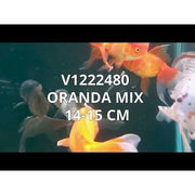 FOUDEBASSIN.COM ORANDA MIX 14-15 CM 8715897009020 V1222480