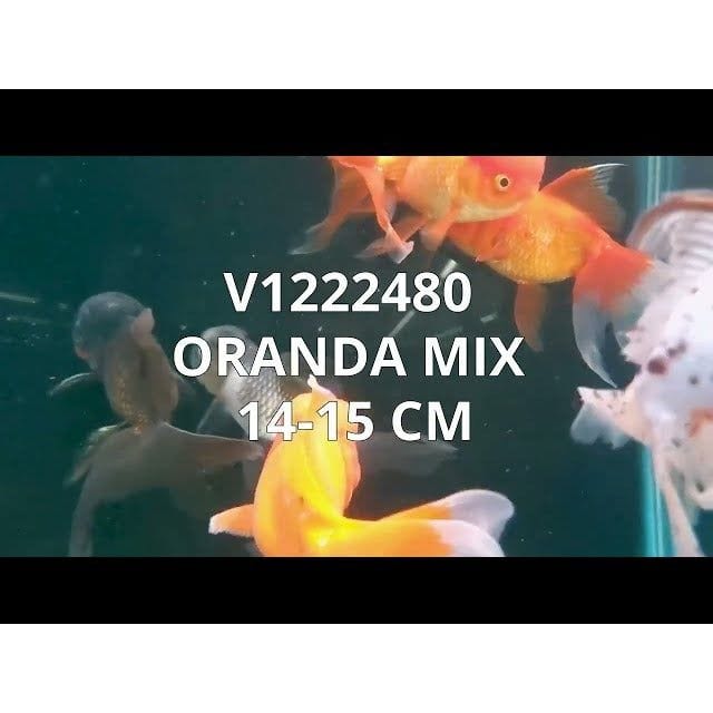 FOUDEBASSIN.COM ORANDA MIX 14-15 CM 8715897009020 V1222480