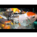 FOUDEBASSIN.COM ORANDA MIX 7-8 CM 8715897008979 V1222450