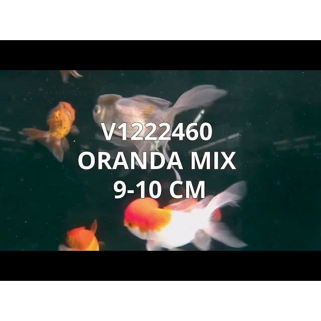 FOUDEBASSIN.COM ORANDA MIX 9-10 CM 8715897008993 V1222460