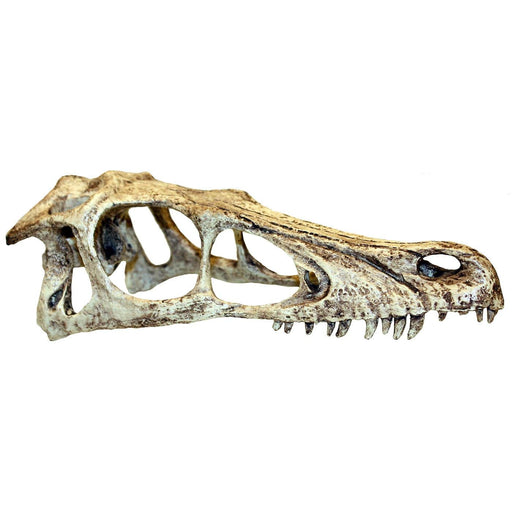 FOUDEBASSIN.COM ORNEMENT DE CRÂNE DE DINOSAURE - XL 0701029829466 K82946