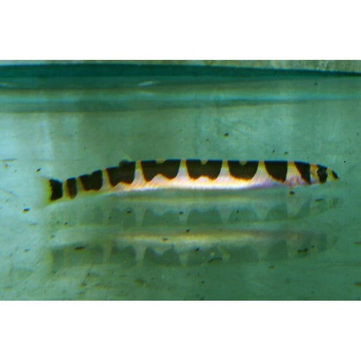 FOUDEBASSIN.COM PANGIO SEMICINCTUS 4-5CM 8715897210228 V1459033