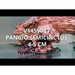 FOUDEBASSIN.COM PANGIO SEMICINCTUS 4-5CM 8715897210228 V1459033