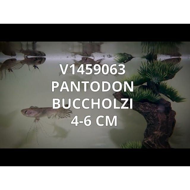 FOUDEBASSIN.COM PANTODON BUCHOLZI 4- 6CM 8715897210181 V1459063