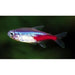 FOUDEBASSIN.COM PARACHEIRODON INNESI 1,5-1,7 CM 8715897064432 V1459150