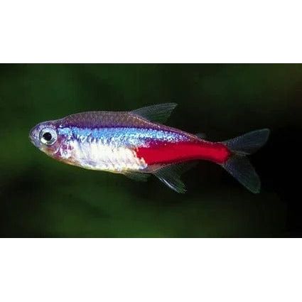 FOUDEBASSIN.COM PARACHEIRODON INNESI 2-2,2CM 8715897210129 V1459173