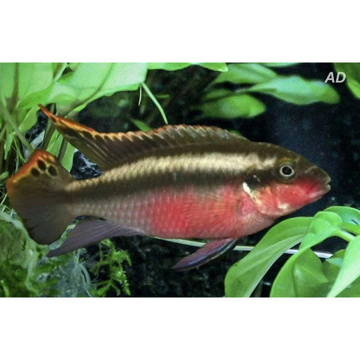 FOUDEBASSIN.COM PELVICACHROMIS KRIBENSIS 4CM 8715897060274 V1459290