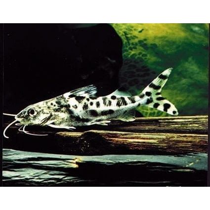 FOUDEBASSIN.COM PIMELODUS PICTUS 5-6CM 8715897233623 V1459455