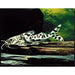 FOUDEBASSIN.COM PIMELODUS PICTUS 5-6CM 8715897233623 V1459455