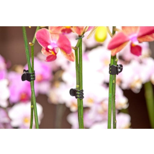 FOUDEBASSIN.COM Pince de tuteurage noire pour orchidées - 10 x 8711338404287 6040428