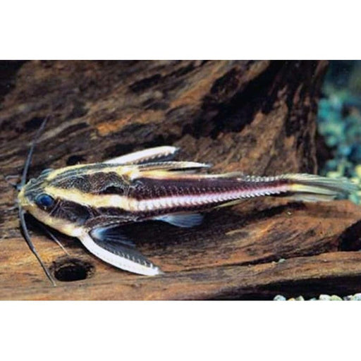 FOUDEBASSIN.COM PLATYDORAS COSTATUS 4-5CM 8715897057458 V1459490